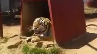 Podrazdeny tiger