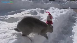 Zvieratka santia v snehu