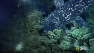 Coelacanth (Latimeria)