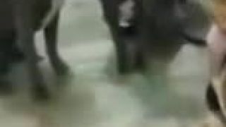 Štvorročné dievčatko dokáže dať do laty šesť pitbullov