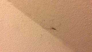 Dancing spider