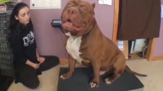 Pravdepodobne najväčší pitbull na svete váži 78 kg!