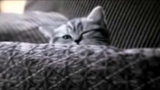 Pródia na Whiskas