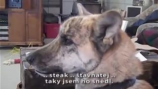 Pes a jeho pán