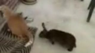 Zajo vs. mačka