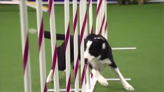 Tex a jeho výhra na Masters Agility Championship 2015