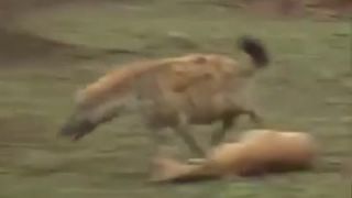 Animal Thug Life