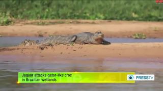Lov jaguára