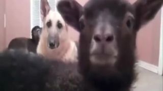 KF - život je kozí film