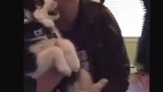 Pokazený husky