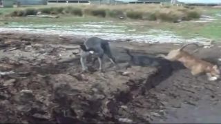 Na farme sa premnožili potkany