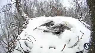 V orlom hniezde