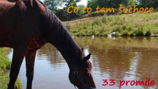 Čo to tam šuchoce....33 promile párty