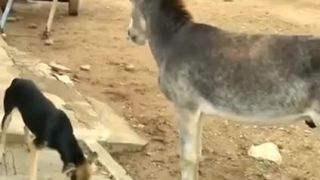 Neser koho nepoznáš (Somár)