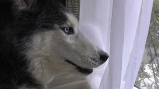 Mishka a Vianoce