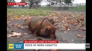 Jazvečík schudol 22kg!