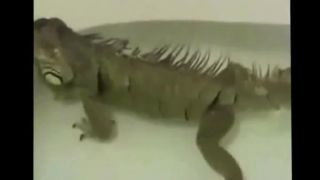 Funny animals compilation