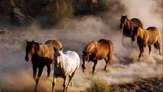 Tori Amos - Horses - D.M.V. - Production