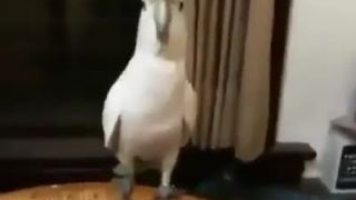 Opa gangnam style (Papagaj)