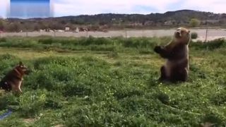 Medveď so záhradnou hadicou