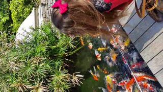 Hladne Koi Kapre