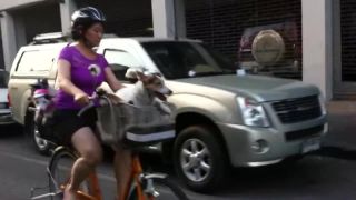 Rodinka psíkov na výlete na bicykli