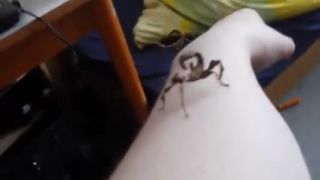 Medzičasom na plese hmyzov