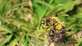 Osa útočná vs. austrálsky mravec rodu Myrmecia