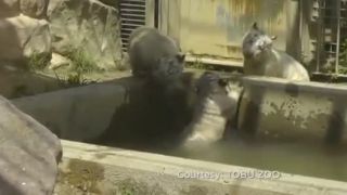 Záchrana mladého tigra (Japonsko)