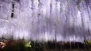 Kvetinovy park v Ashikaga, Tochigi, Japonsko