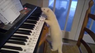 Biely kožúšok zahral na piano