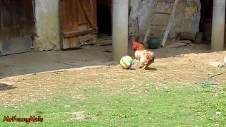 Kohútí futbal