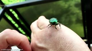 Zlatoň obyčajný (240 FPS)