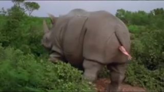 Ace Ventura - Nosorožec