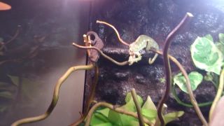 Kŕmenie Chameleónov (pardalis furcifer)