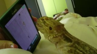 AGAMA BRADATA (Pogona Vitticeps) TROLLING