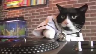 DJ Kitty