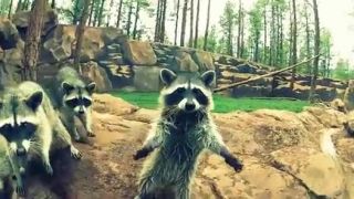 Road Trip USA (Gopro)