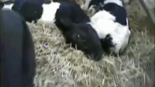 Krutosť na mliekárenskej farme v New Yorku