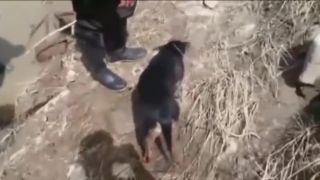 Policajti zachránili psíka (Kolumbia)