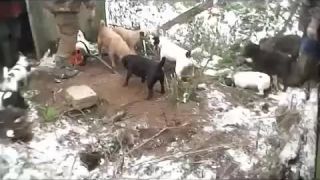 Zábava s potkanmi na farme v nortfolku