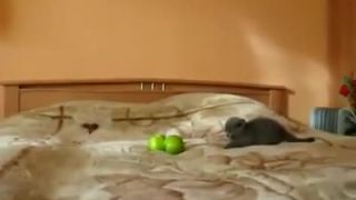 Kotě útočí na dvě jablka