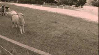 Elektrický ohradník 8000V