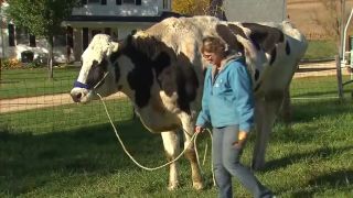 Dnes 08.06.2015 zemřela největší kráva světa