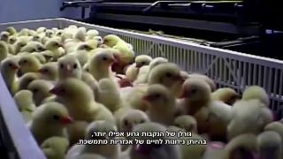 život zvierat na farme
