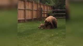 Medveď v záhrade ulovil laň (Colorado, USA)