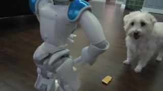 Robot a kŕmenie psa