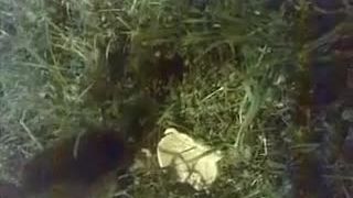 Jeż kurwa!