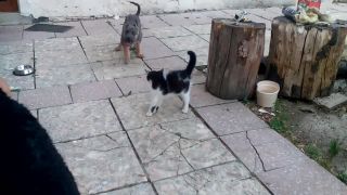 Moje nove šteniatko.