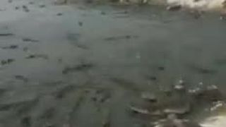 Všade samé krokodíli